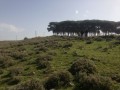 المحمودية, جزين, أرض للبيع 51 دونوم بسعر 1020000$ المحمودية, جزين, أرض للبيع 51 دونوم بسعر 1020000$